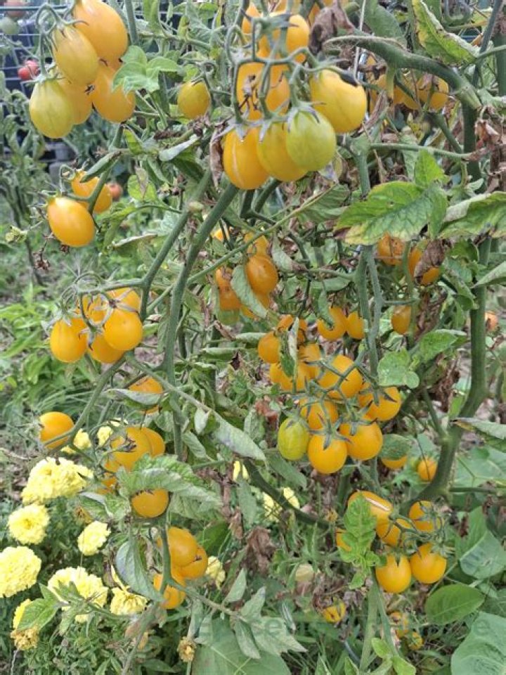 رابط منصة مكاني لحجز تذاكر مباراة السعودية والصين 2021