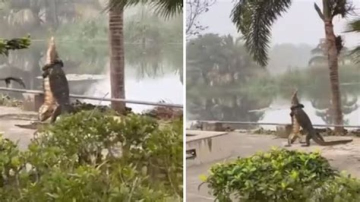 Two huge lizards wrestle while standing up at IIM Calcutta campus. Watch – India TV