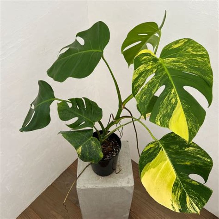 رابط جامعة بيشة تسجيل دخول الطلاب 2022