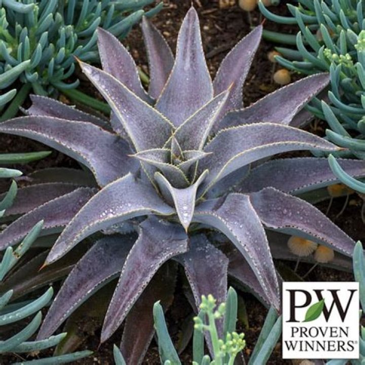 فوائد الاذخر جابر القحطاني وفوائده للضغط والتنحيف والمرأة