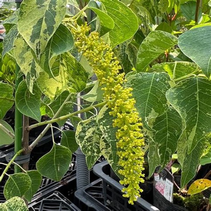 حيوان الخلد اصله وتصنيفه ودلالات رؤيته بالمنام