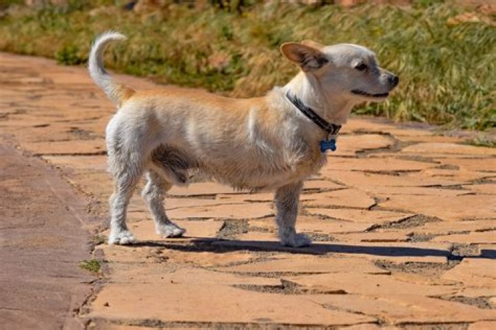 Discover The Journey Of A Resilient: A 3-Legged Puppy's Extraordinary Story