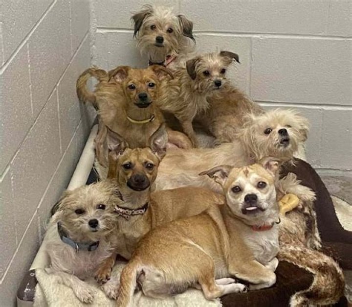 30 dead dogs, 90 alive but in inhumane conditions found at Ohio animal rescue