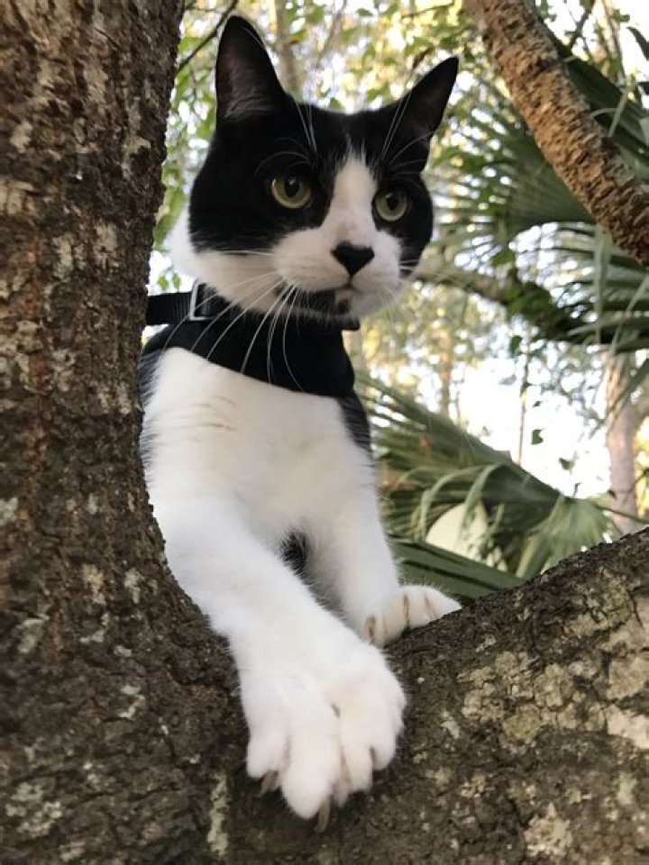 Here are Shirdi Sai Baba's popular aarti lyrics for your Thursday prayers