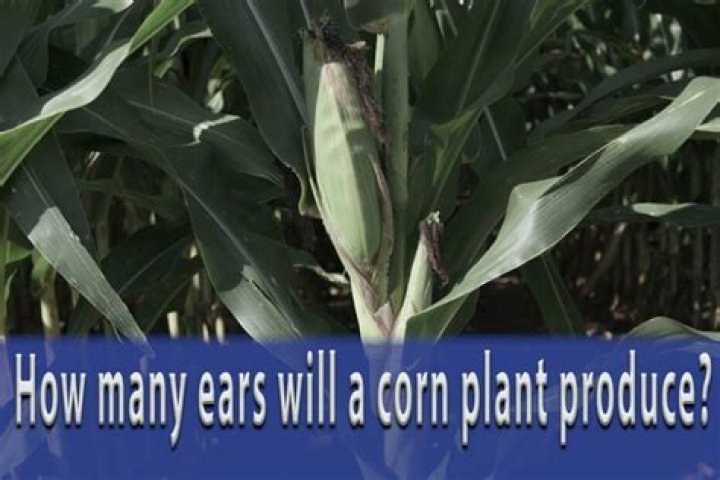 6 Ears Of Corn Equals How Many Cups