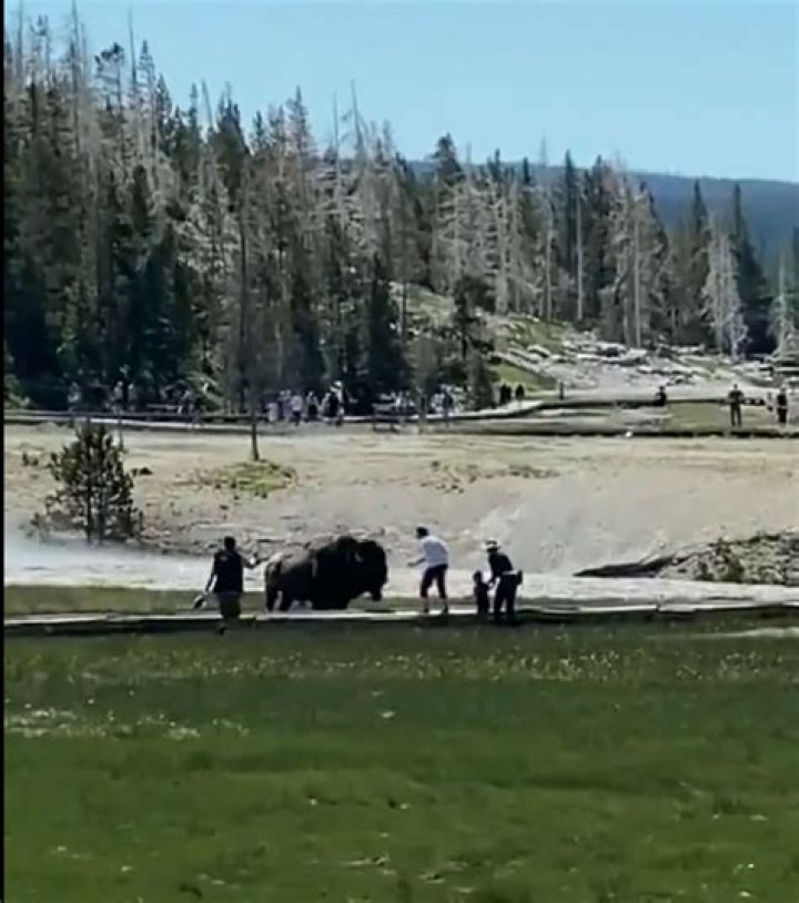 72-year-old Boise woman attacked by bison at Yellowstone National Park