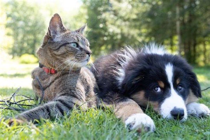 Discover The Hybrid Wonder: Unraveling The Mystery Of Cats And Dogs Mixed