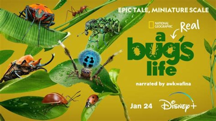Discover The Wonders Of A Real Bug's Life: Unveiling Nature's Tiny Secrets