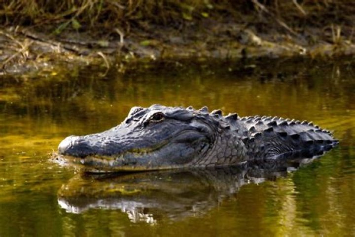 Alligator Found Swimming in Massachusetts, Hundreds of Miles From Natural Habitat
