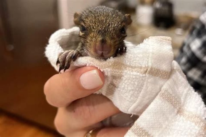 Unraveling The Quirky Connection Between Angie Harmon And Squirrels