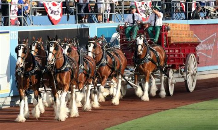 Anheuser-Busch stops cutting off tails of Budweiser Clydesdale horses after backlash