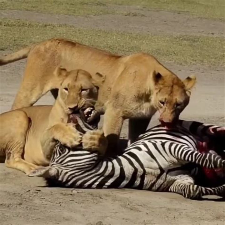 Exploring The World Of Animal Videos: A Journey Into Nature's Heart
