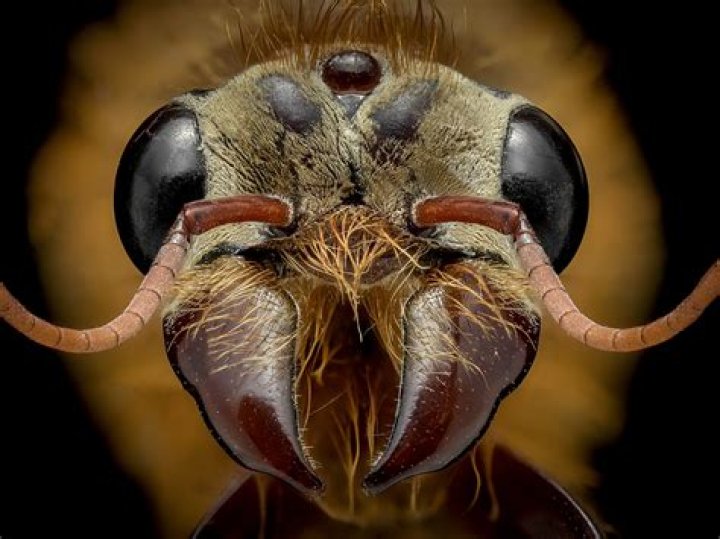 'Monster from horror film?' – India TV