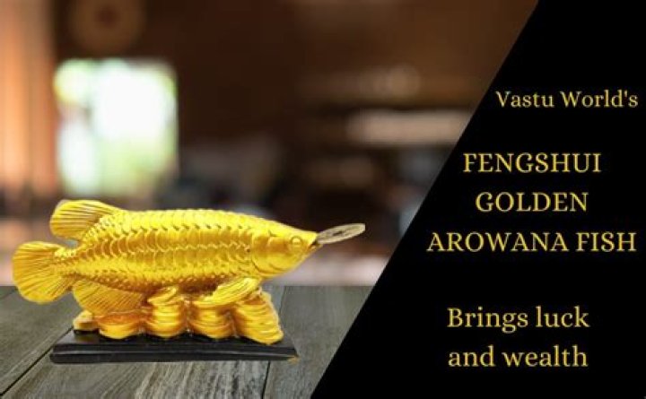 Keep Arowana fish at home for good luck – India TV