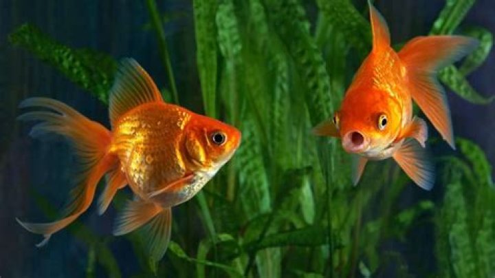 Keeping Goldfish at home brings good luck – India TV