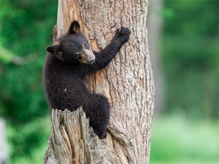 When Baby Bears Are Taken From Trees: A Heartwarming Story Of Rescue