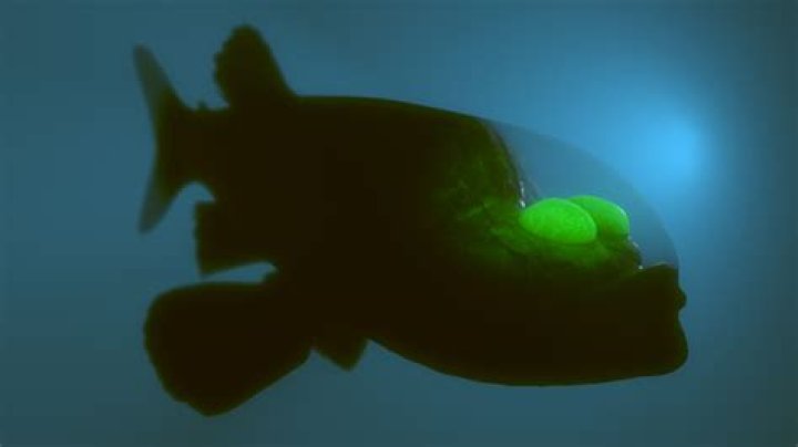 Bizarre and Rarely Seen Fish with Translucent Head and Glowing Eyes Filmed off California