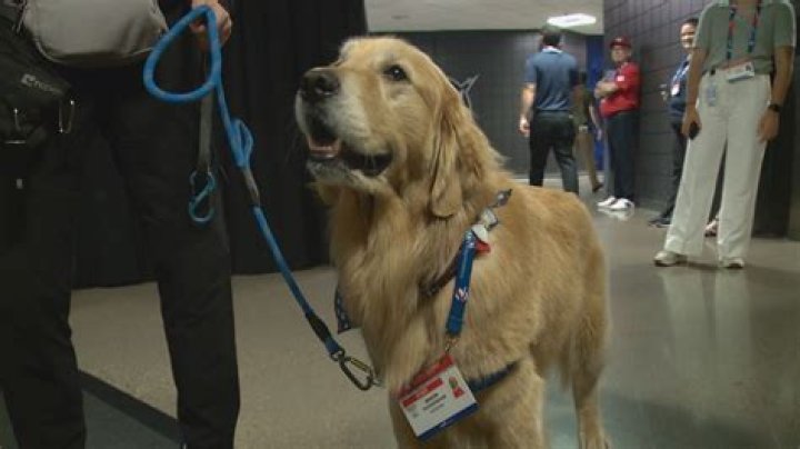 Unleashing The Power Of Beacon Therapy Dogs