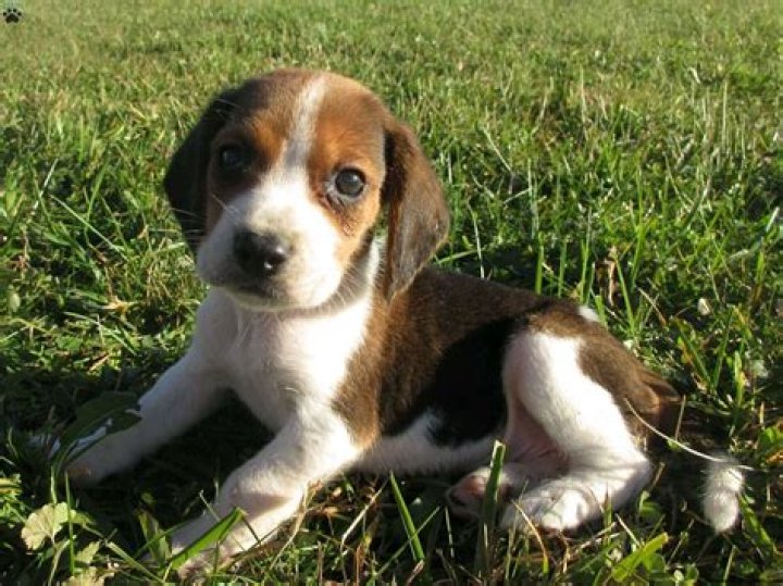 Uncovering The Unique Charm Of The Beagle Mix With Wiener Dog