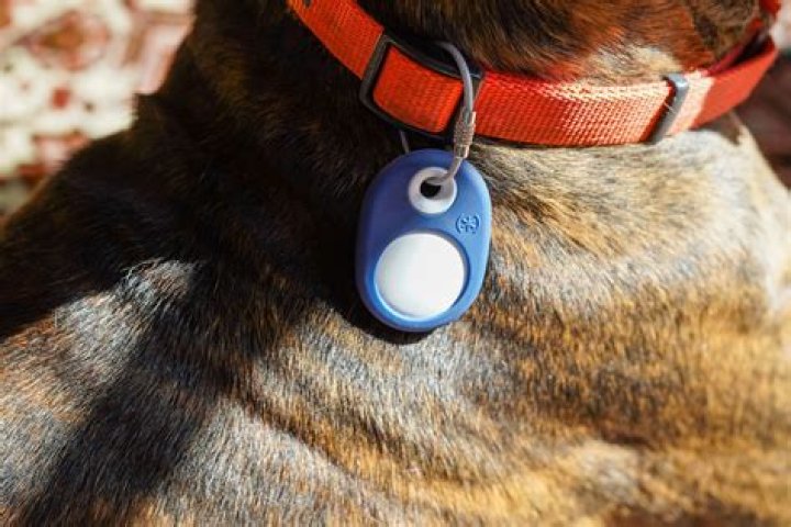 Discovering The Best Air Tags For Dogs: A Comprehensive Guide