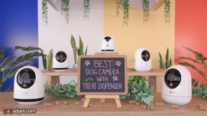 Best Dog Camera: The Ultimate Guide To Keeping An Eye On Your Furry Friend