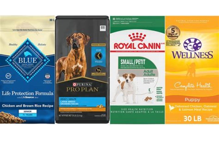 The best dog food in February 2024, according to experts
