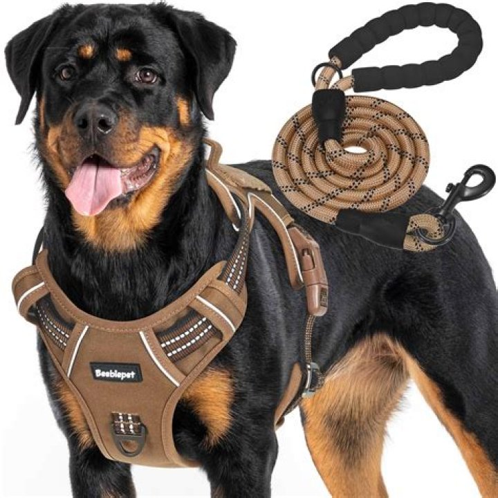 7 best dog harnesses to shop, according to experts