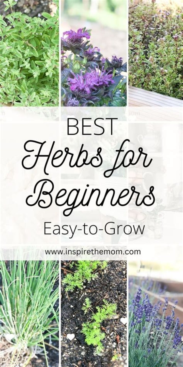 Herb Planters: 15 Best Planters For Herbs
