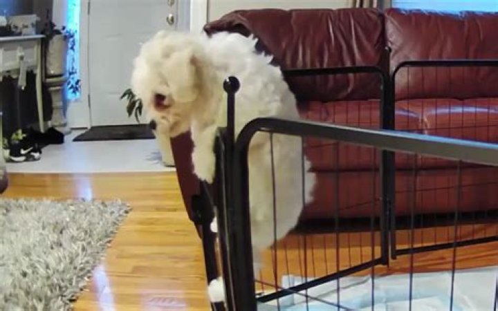 Bichon Frise Filmed Pulling Off Daring Play Pen Escape at Third Attempt
