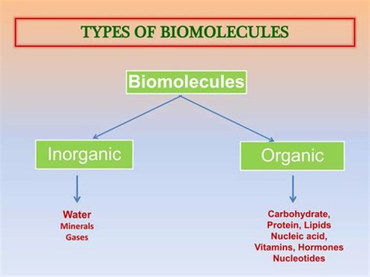 Unraveling The Nature Of Biomolecules: Organic Vs. Inorganic