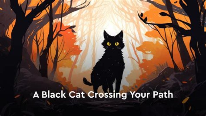 Is a black cat crossing your path good or bad luck? – India TV