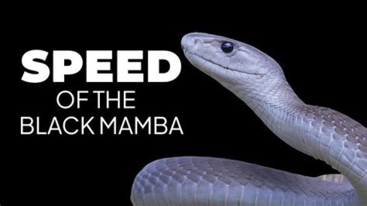 Black Mamba Appears on Car Speeding Down Road: "Absolute Nightmare"