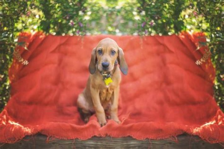 Bloodhound Puppy Realizing Where His Food Comes From Delights Viewers