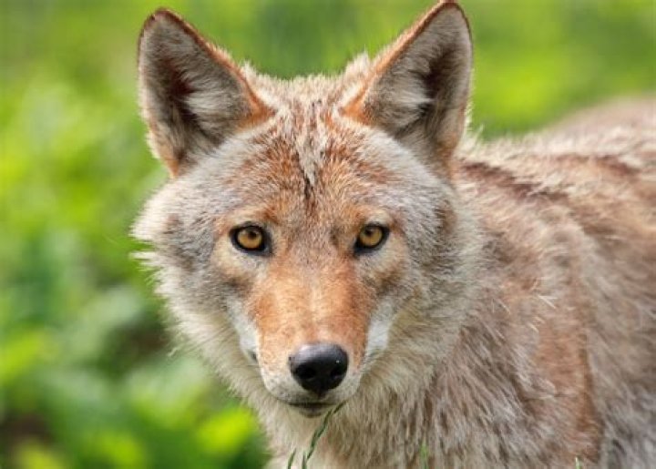 Blue-Eyed Coyotes in California Leave Experts Puzzled