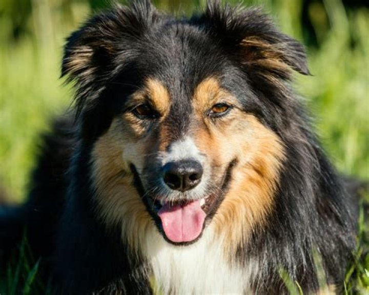 Exploring The Charming Border Collie German Shepherd Mix