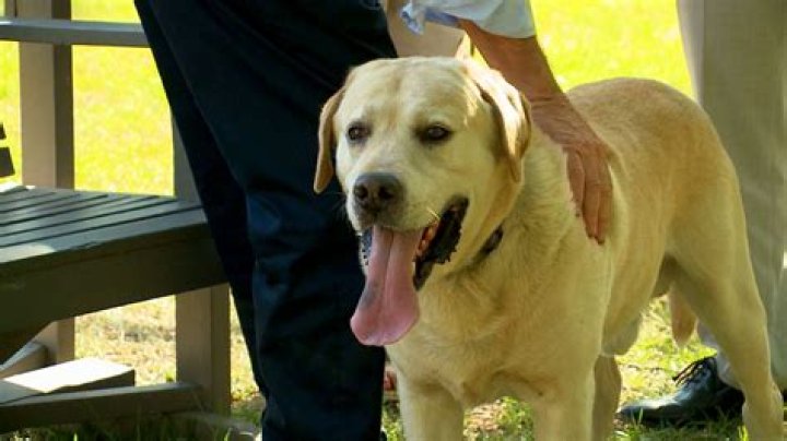 Meet Bubba The Dog: An Unforgettable Canine Companion