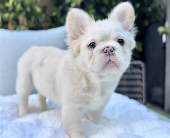 Bulldog Has Rare Gene That Makes Him Adorably Fluffy