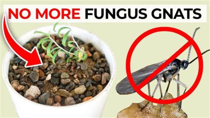 Can Cinnamon Kill Fungus Gnats