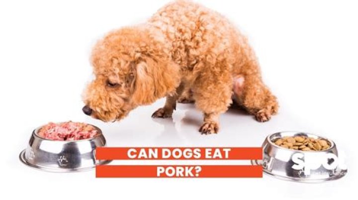 Understanding The Implications Of Pork In Your Dog’s Diet