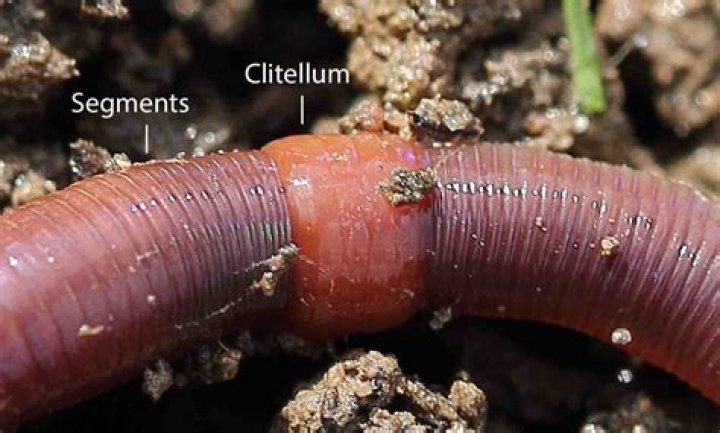 Can Earthworms Bite - Seniorcare2