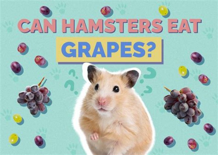 Can Hamsters Eat Grapes? All the Fruits and Foods Your Pet Can (and Can't) Eat