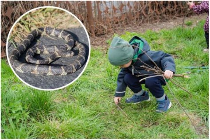 'Can You See It?' Mom and Two Kids Confronted by Huge Snake in Front Yard