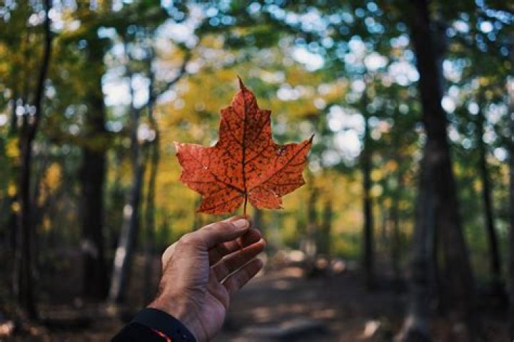 Canada Latest News, Photos and Videos