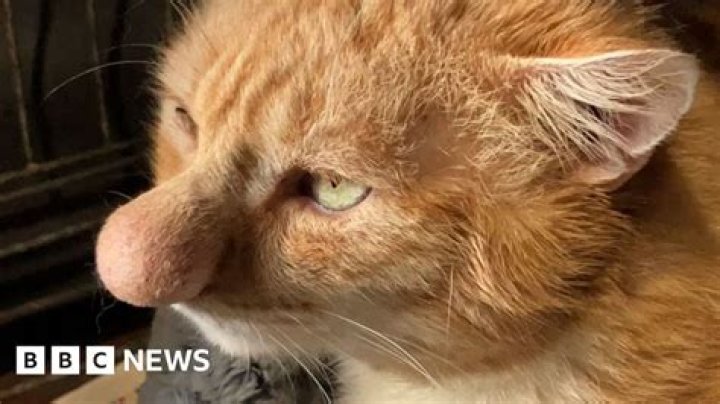 Exploring The Fascinating World Of Cats With Big Noses