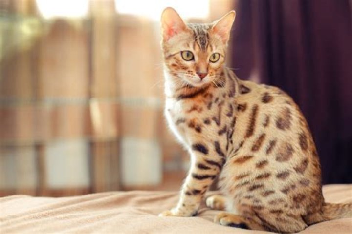 20 Cat Breeds That Shed the Least