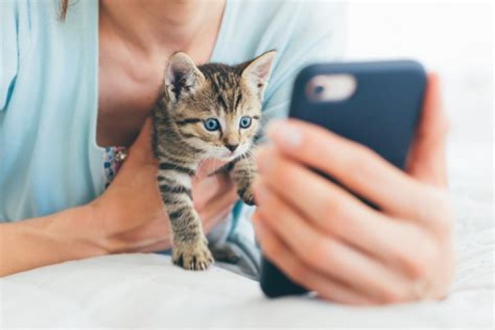 Cat Caught Scrolling Through Mobile Phone Delights Viewers: 'Evolving'
