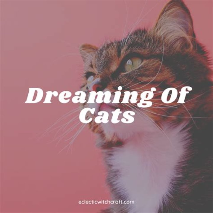 Sleeping Cat 'Chewing' Pop Tart in His Dream Delights Internet