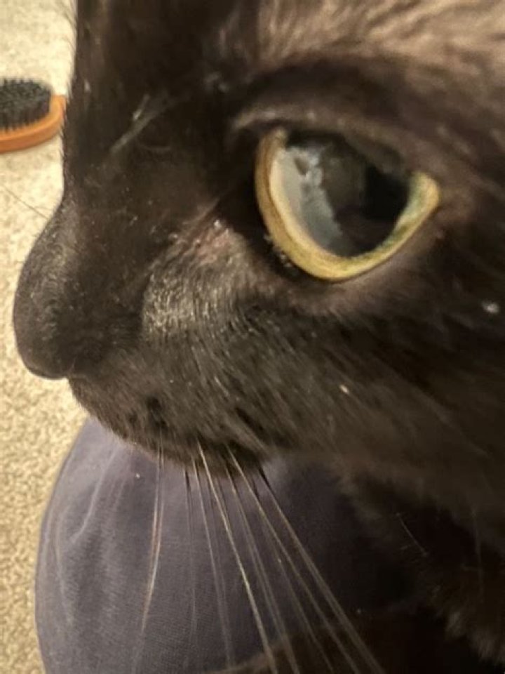 Internet in Stitches at Cat Giving Neither Love nor Personal Space to Owner