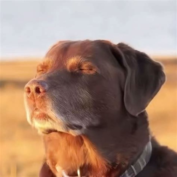 Cat's Hilarious Reaction to Being Sat on by Family Dog Goes Viral