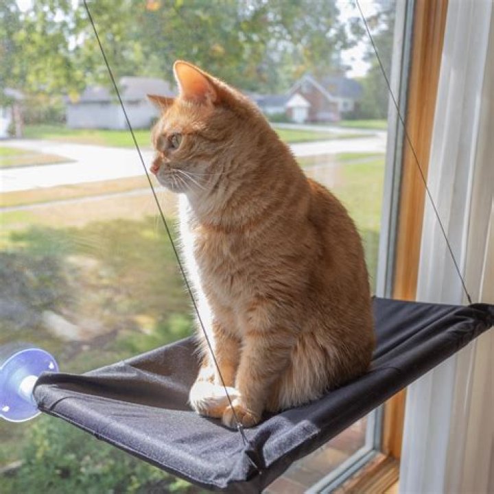 Elevate Your Feline's Happiness With A Cat Window Perch